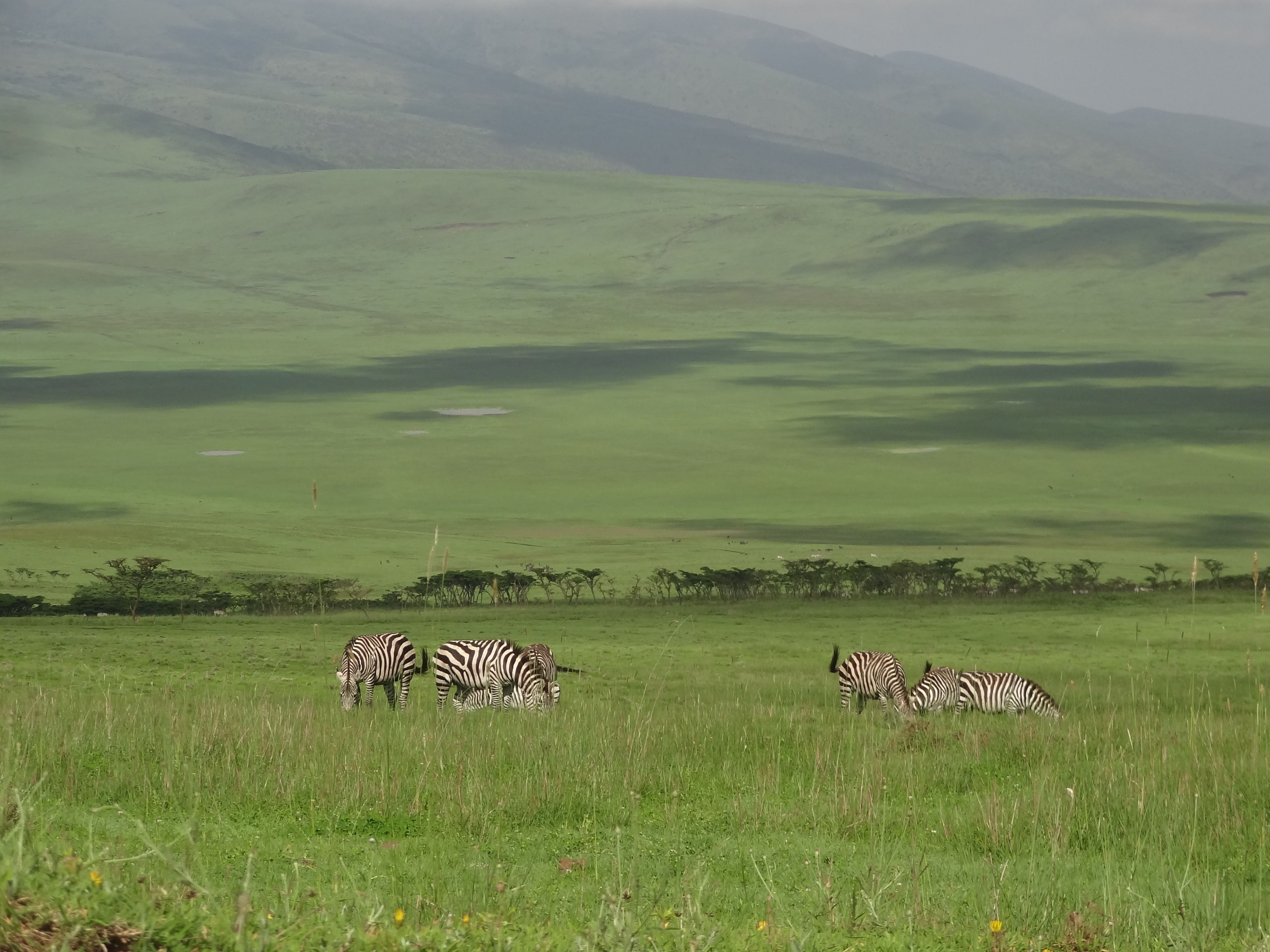 Ngorongoro Crater panoramic view from the rim with green caldera floor below